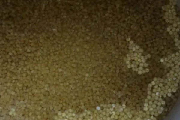 小米什么时候收割，南方9月左右就可收割