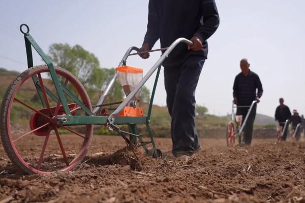 小米什么时候收割，南方9月左右就可收割