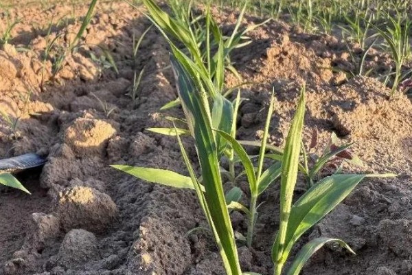 小米什么时候收割，南方9月左右就可收割