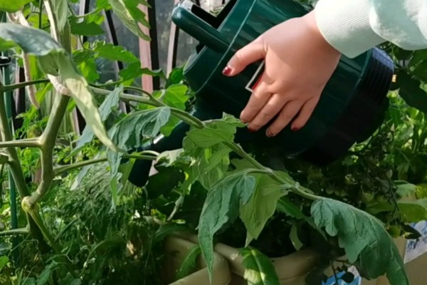 西红柿挂果后施哪种肥，主要以钾肥为主