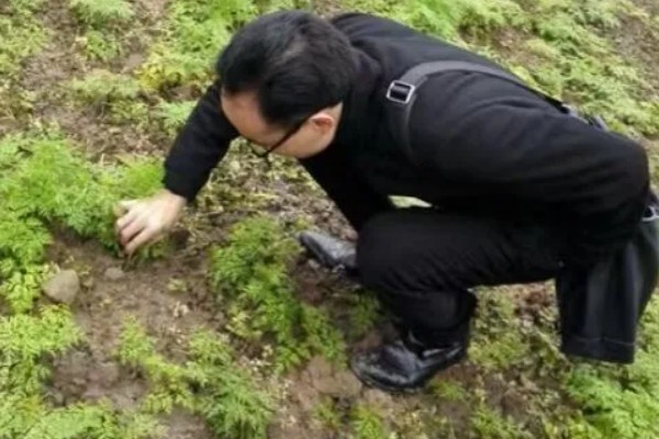 川芎需要施什么肥，一般施农家肥、氮肥和复合肥