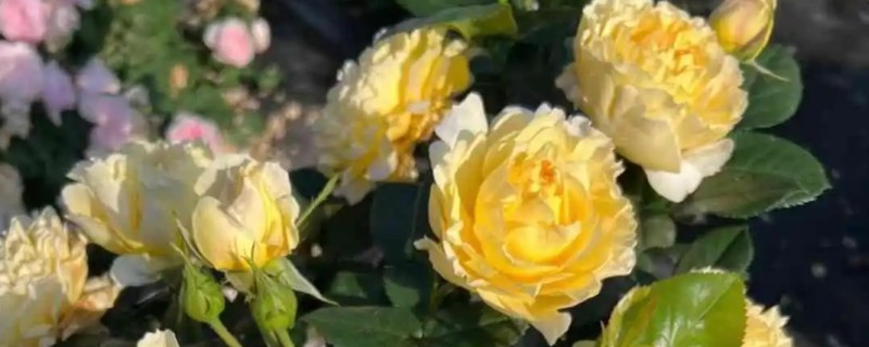 春季月季如何管理，此时可进行换盆处理