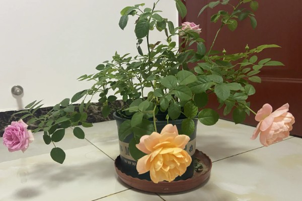 春季月季如何管理，此时可进行换盆处理
