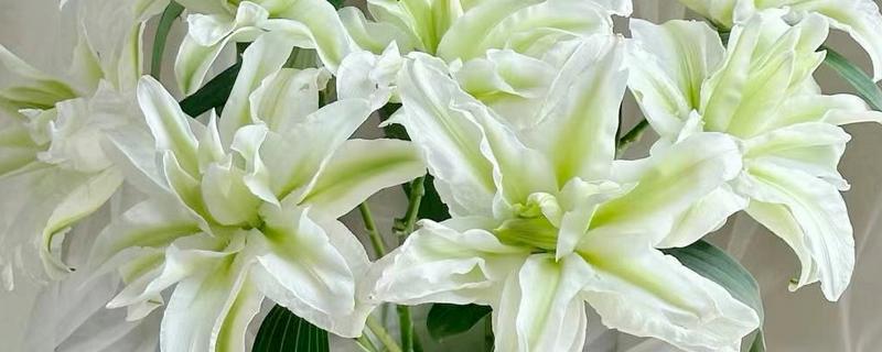 白百合花的花语,寓意纯洁庄严、心想事成等