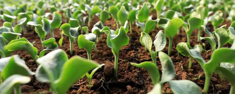 预防蔬菜死苗的方法，使用生物菌肥可预防土传病害