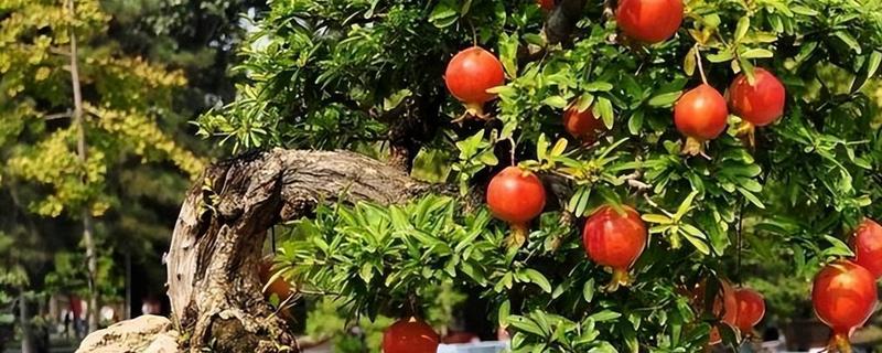 移栽石榴树之后要注意什么,对土壤浇透水但不能产生积水