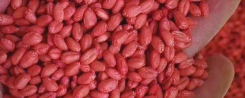 小麦拌种后可以放多久，最多可以存放3-4天