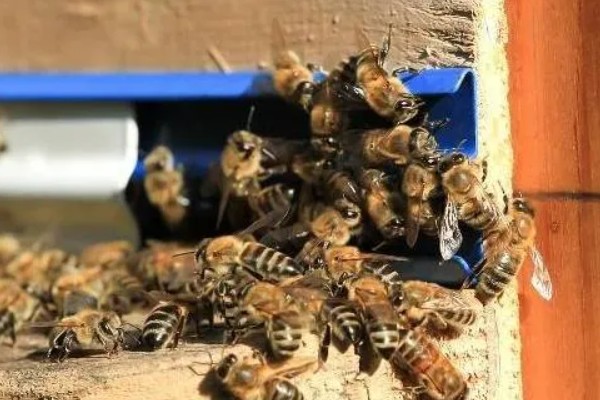 中蜂老王换新王如何换，等新蜂王产卵后淘汰老蜂王
