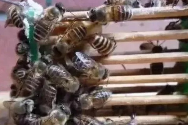中蜂老王换新王如何换，等新蜂王产卵后淘汰老蜂王