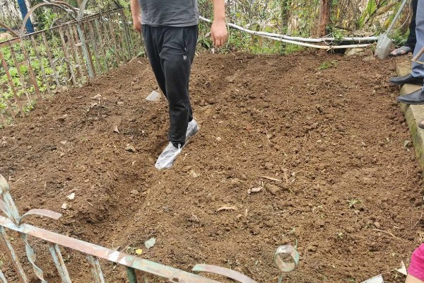 预防蔬菜死苗的方法，使用生物菌肥可预防土传病害