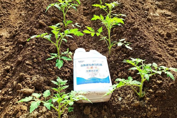预防蔬菜死苗的方法，使用生物菌肥可预防土传病害