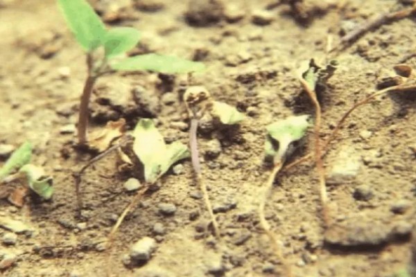 预防蔬菜死苗的方法，使用生物菌肥可预防土传病害