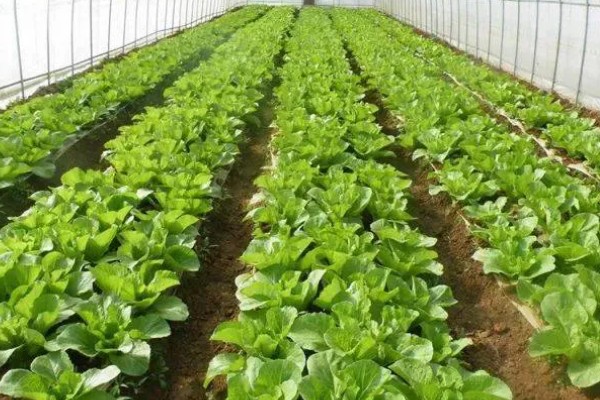 预防蔬菜死苗的方法，使用生物菌肥可预防土传病害