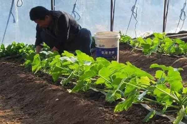 预防蔬菜死苗的方法，使用生物菌肥可预防土传病害