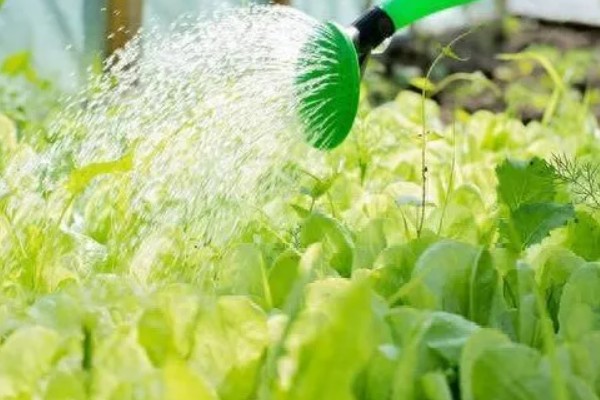 预防蔬菜死苗的方法，使用生物菌肥可预防土传病害