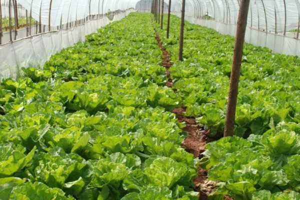 预防蔬菜死苗的方法，使用生物菌肥可预防土传病害