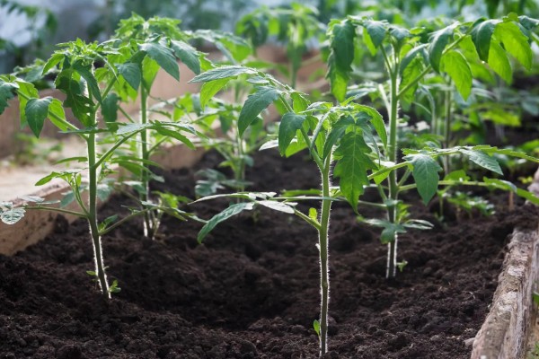 预防蔬菜死苗的方法，使用生物菌肥可预防土传病害