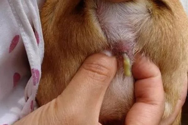 狗狗肛门腺发炎的原因和症状,可能是肛门腺过度分泌所致