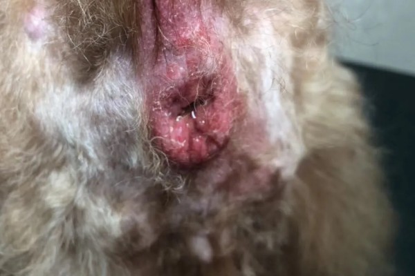 狗狗肛门腺发炎的原因和症状,可能是肛门腺过度分泌所致