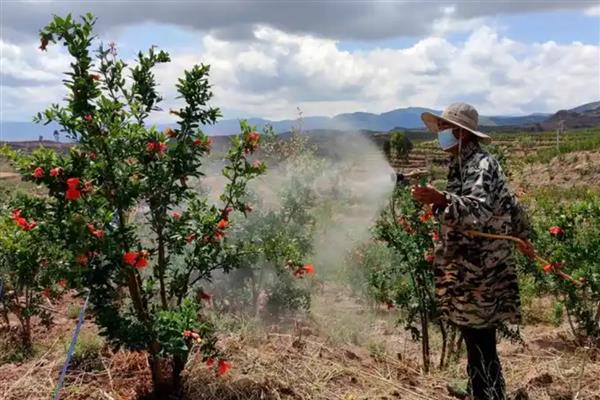 灭生性除草剂百草枯的应用，可在桑园、草坪上应用