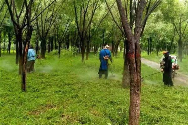 灭生性除草剂百草枯的应用，可在桑园、草坪上应用
