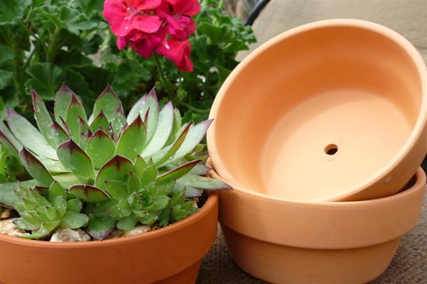 种花的正确方法,要准备一个盆底带孔的花盆