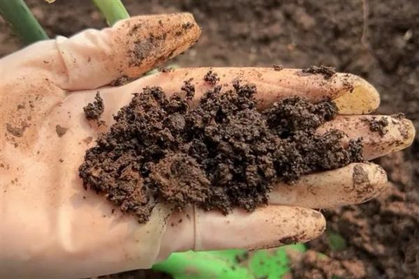 种花的正确方法,要准备一个盆底带孔的花盆