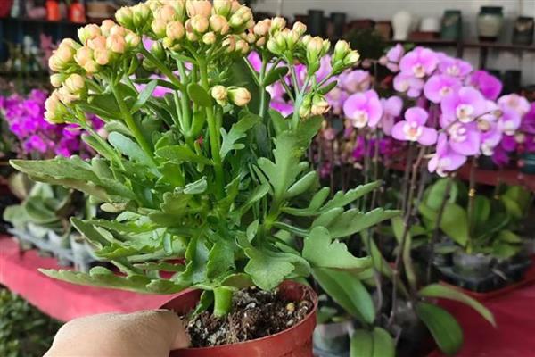 种花的正确方法,要准备一个盆底带孔的花盆