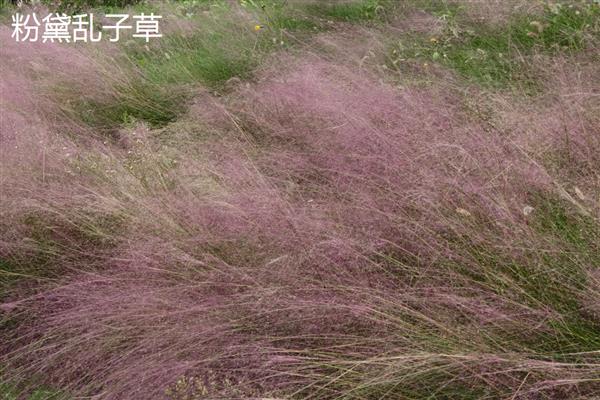 种花的正确方法,要准备一个盆底带孔的花盆