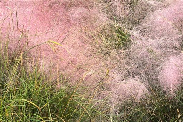 种花的正确方法,要准备一个盆底带孔的花盆