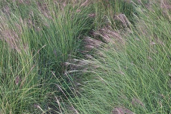 种花的正确方法,要准备一个盆底带孔的花盆
