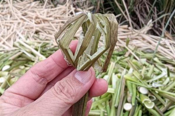 笋壳怎样发酵成花肥，可以采用堆积腐熟的方式