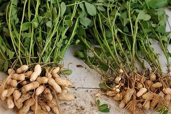 七月露地种植哪些农作物，推荐南瓜、苋菜等