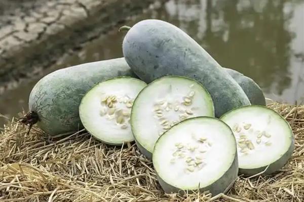 七月露地种植哪些农作物，推荐南瓜、苋菜等
