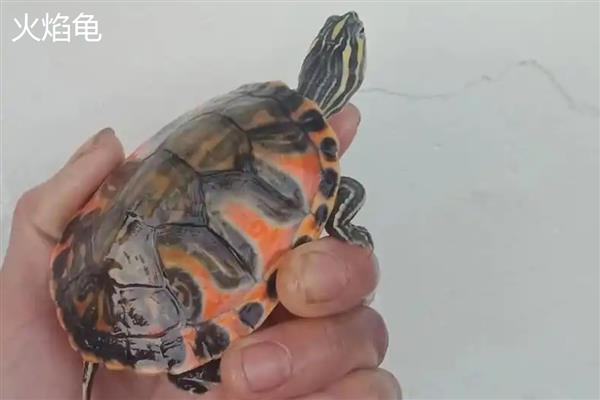 火焰龟和阿拉巴马龟的区别，头部和背甲均不同