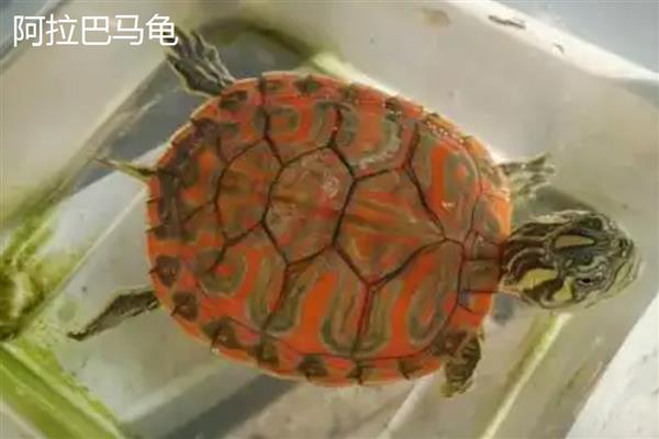 火焰龟和阿拉巴马龟的区别，头部和背甲均不同