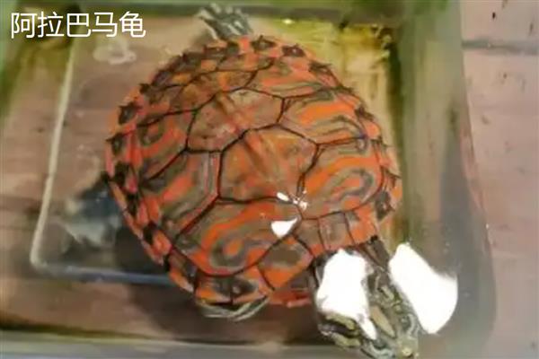 火焰龟和阿拉巴马龟的区别，头部和背甲均不同