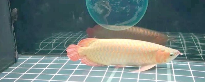 龙鱼趴缸不动了怎么办，需及时换水