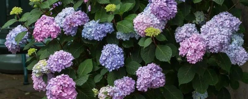 绣球花如何养殖，在腐殖土壤上生长最佳