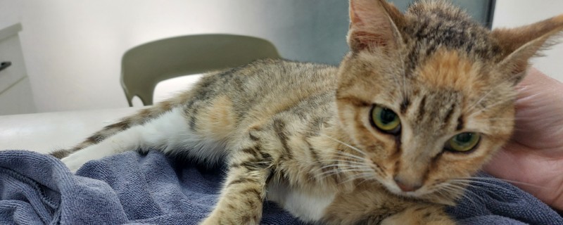 猫咪的坏习惯,会随地乱尿