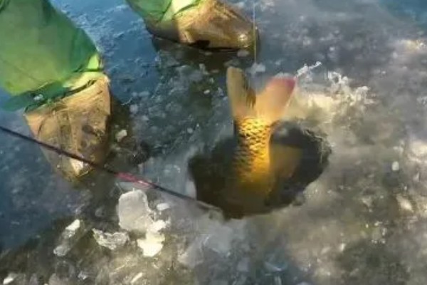 冰钓鲤鱼如何调漂，要选择一个较为灵敏的浮漂