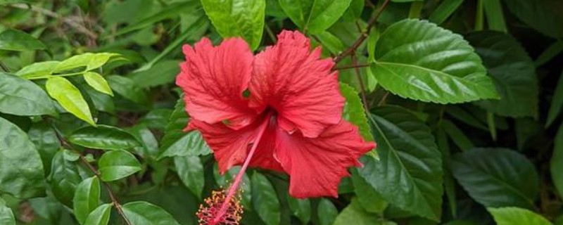 扶桑花移栽后如何养护,要保持适宜的光照条件