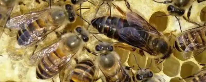急造王台的蜂王好吗，主要取决于蜂群的质量