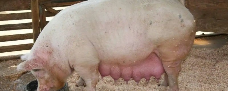 母猪下崽前有哪些症状,腹部会迅速增大并且下垂