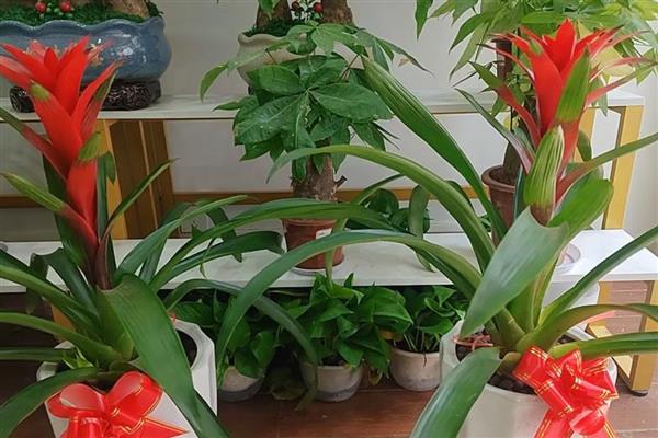 受欢迎的年宵花卉，推荐大花蕙兰、蝴蝶兰等