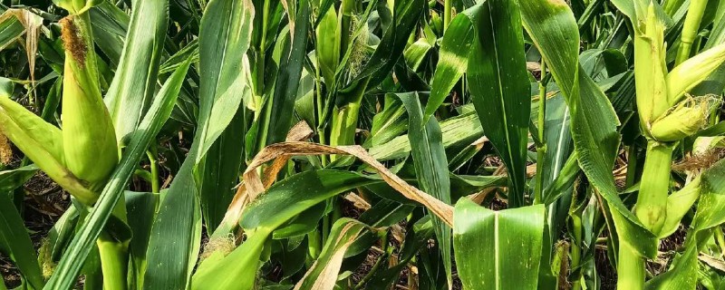 德单5号玉米种简介,籽粒黄色马齿型