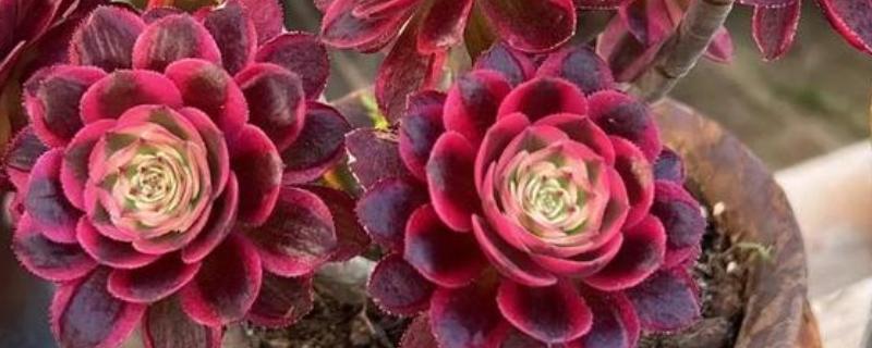 法师的休眠时间，在夏季或冬季休眠