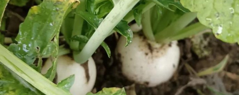 山东萝卜的种植方法，可在春季2月或秋季7月播种