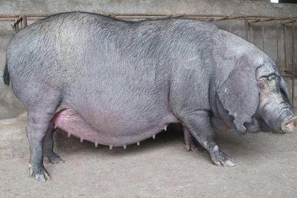 母猪下崽前有哪些症状,腹部会迅速增大并且下垂