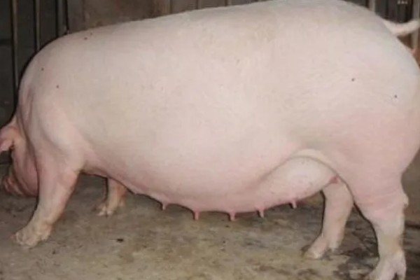 母猪下崽前有哪些症状,腹部会迅速增大并且下垂